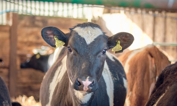 Holstein heifer stood behind metal gate